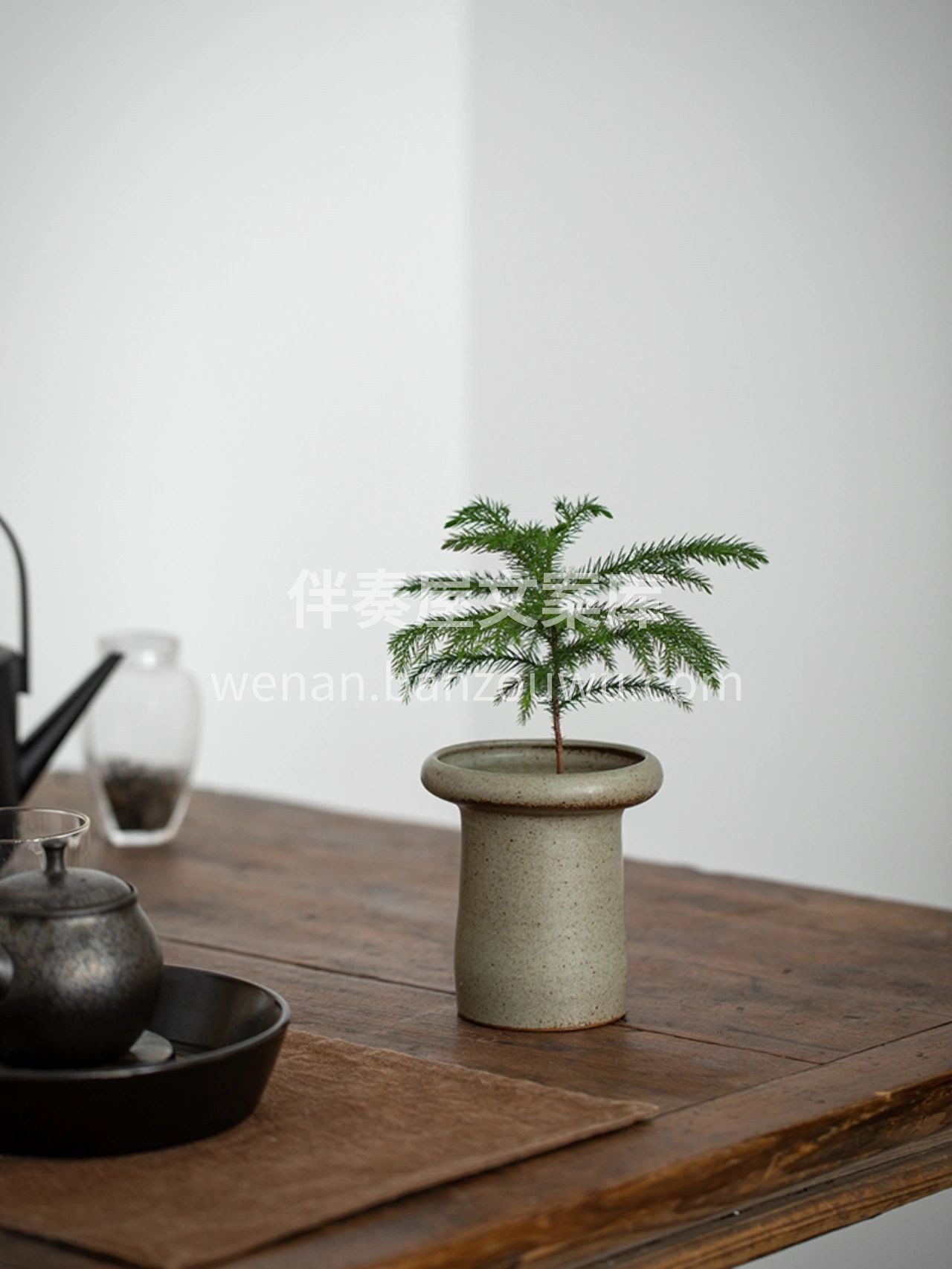 招财旺运 南洋杉 它的株型很美🌿 叶片细 配图1
