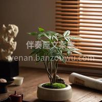 集美们快看 我最近发现的新宝藏发财树 💰 配图1