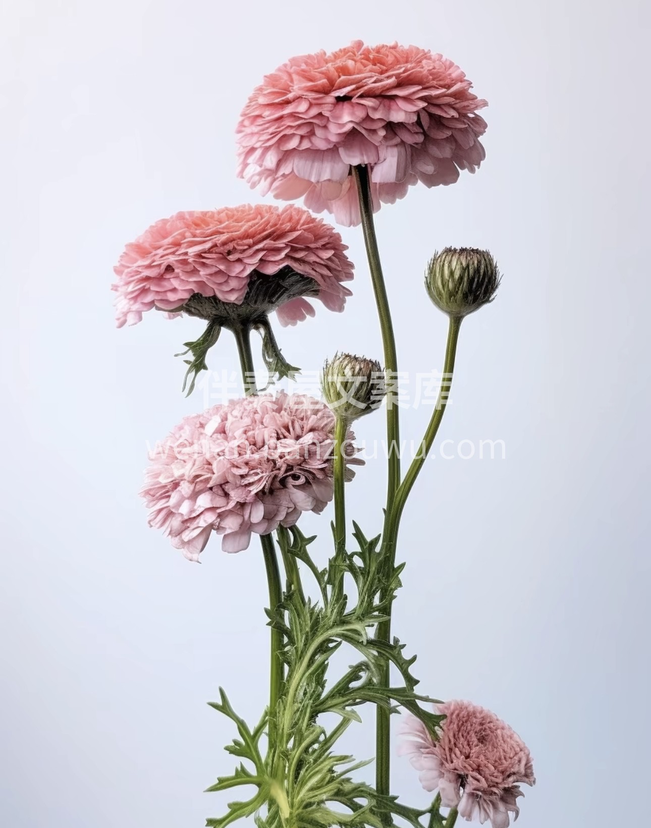 松虫草又叫山萝卜、紫盆花，花色常见的有粉 配图1