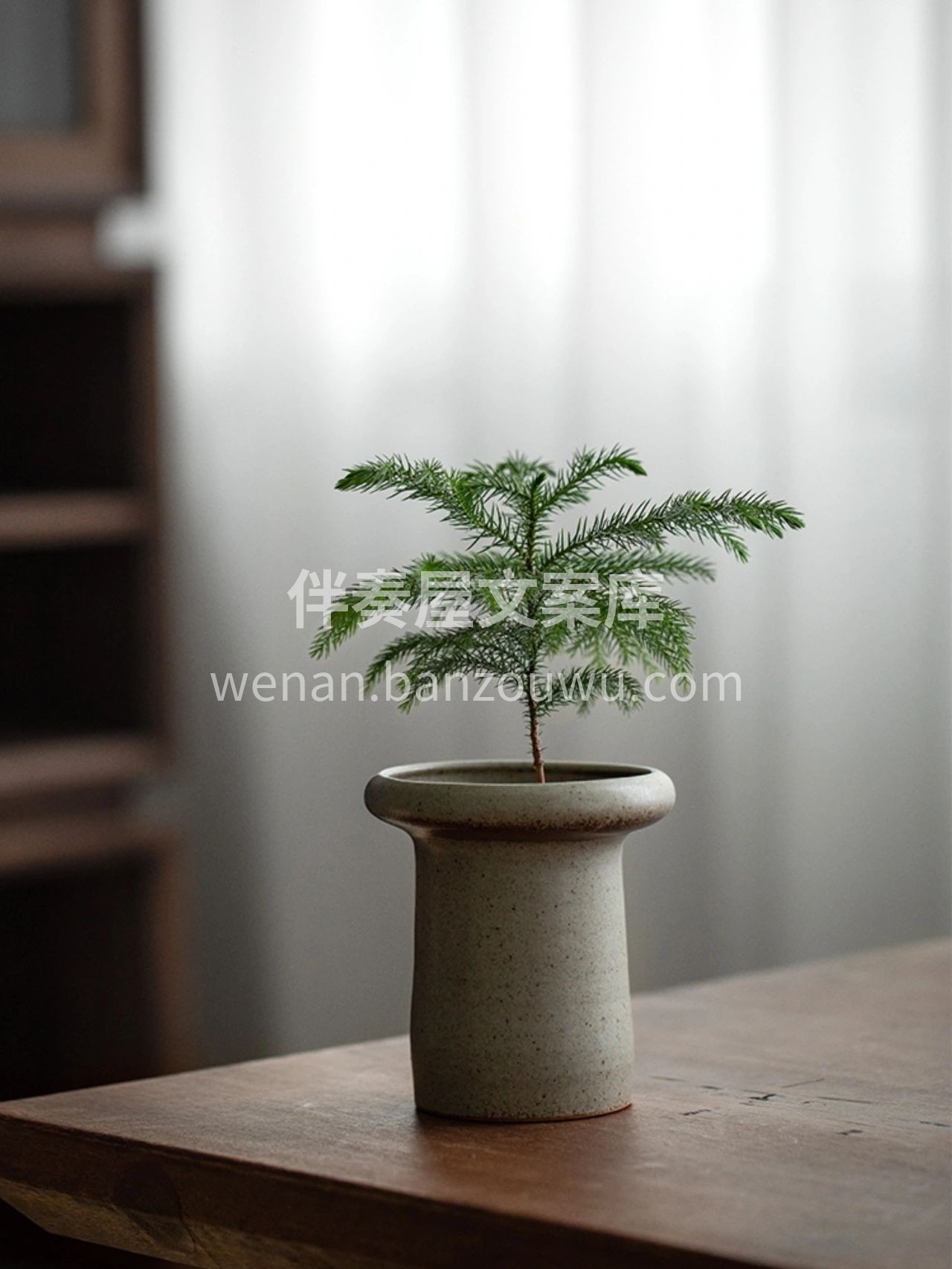 招财旺运 南洋杉 它的株型很美🌿 叶片细 配图2