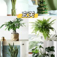 今天推荐六款适合室内摆放的绿植🌱 生活总 配图1