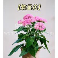 绝美开花盆栽推荐 看着经过自己照料后，开花结果的🌱盆栽 真的 配图4