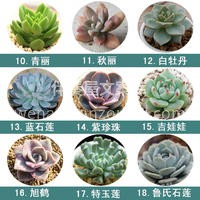 值得入手的72种多肉~ ✨多肉植物小巧精致 完全可以作为软装 配图7