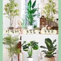 室内绿植摆放布置推荐 在家居生活装饰中， 配图1