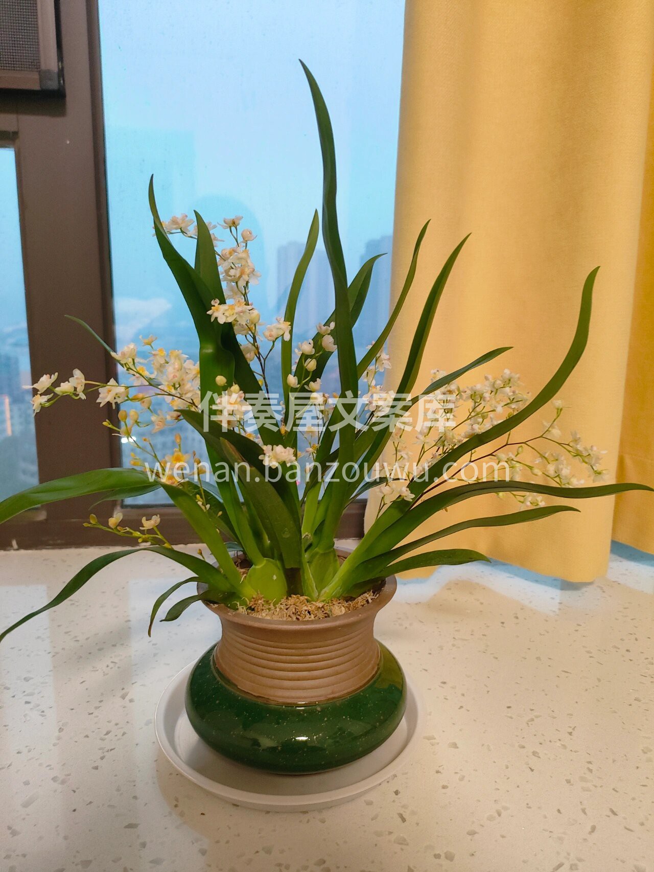 文心兰盆栽 文心兰又名吉祥兰🌿 寓意：吉祥如意✨，快乐无忧， 配图3