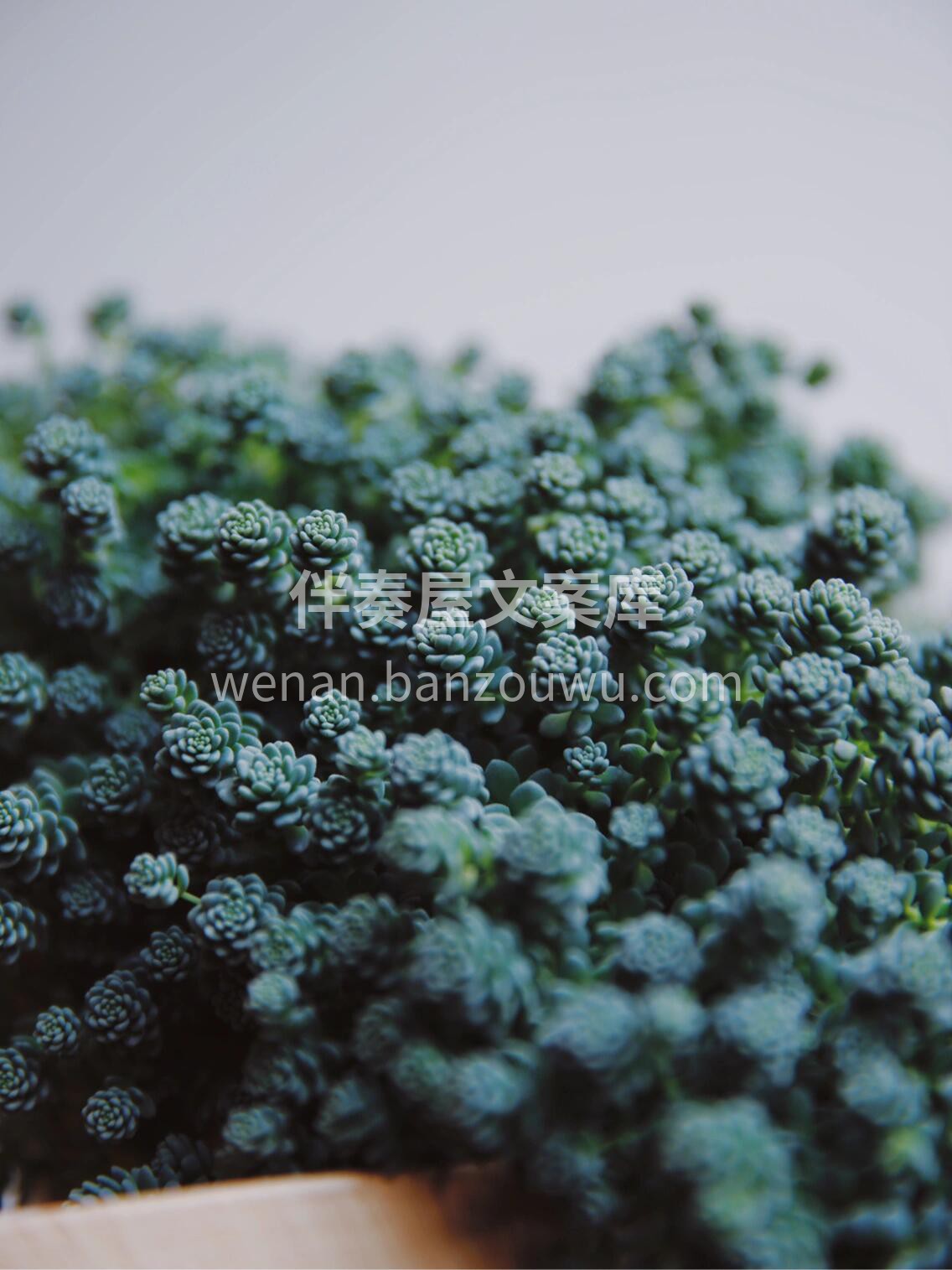 🌱旋叶姬星美人 非常容易爆盆的一款多肉哦 配图1