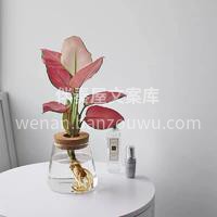 高颜值桌面盆栽 不论是家里还是办公室 有