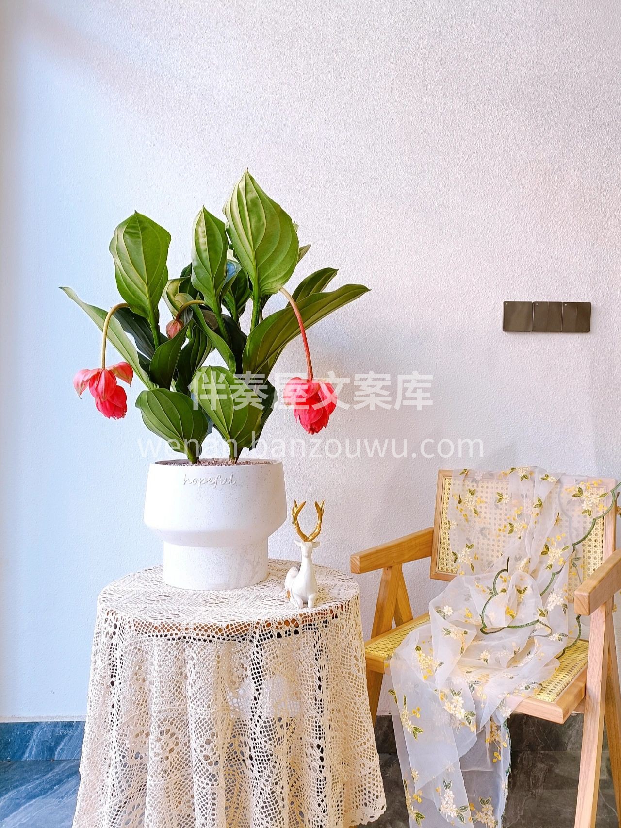宝莲灯✨ 独有的方式表达盛放🌸 客厅 阳 配图1