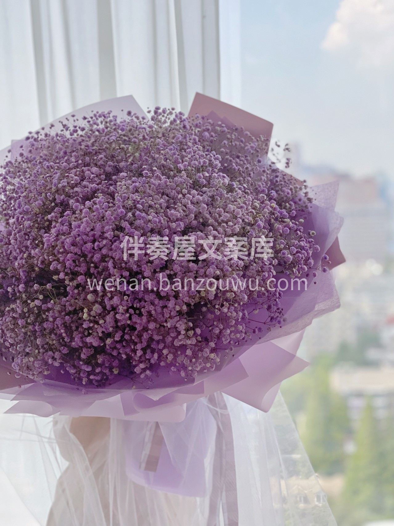 大束满天星花束预定 满天星作为独立的个体 配图1