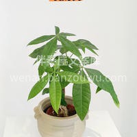 六款懒人植物推荐 想要家里充满生机和活力💃🏻 好看的绿植☘️ 配图4