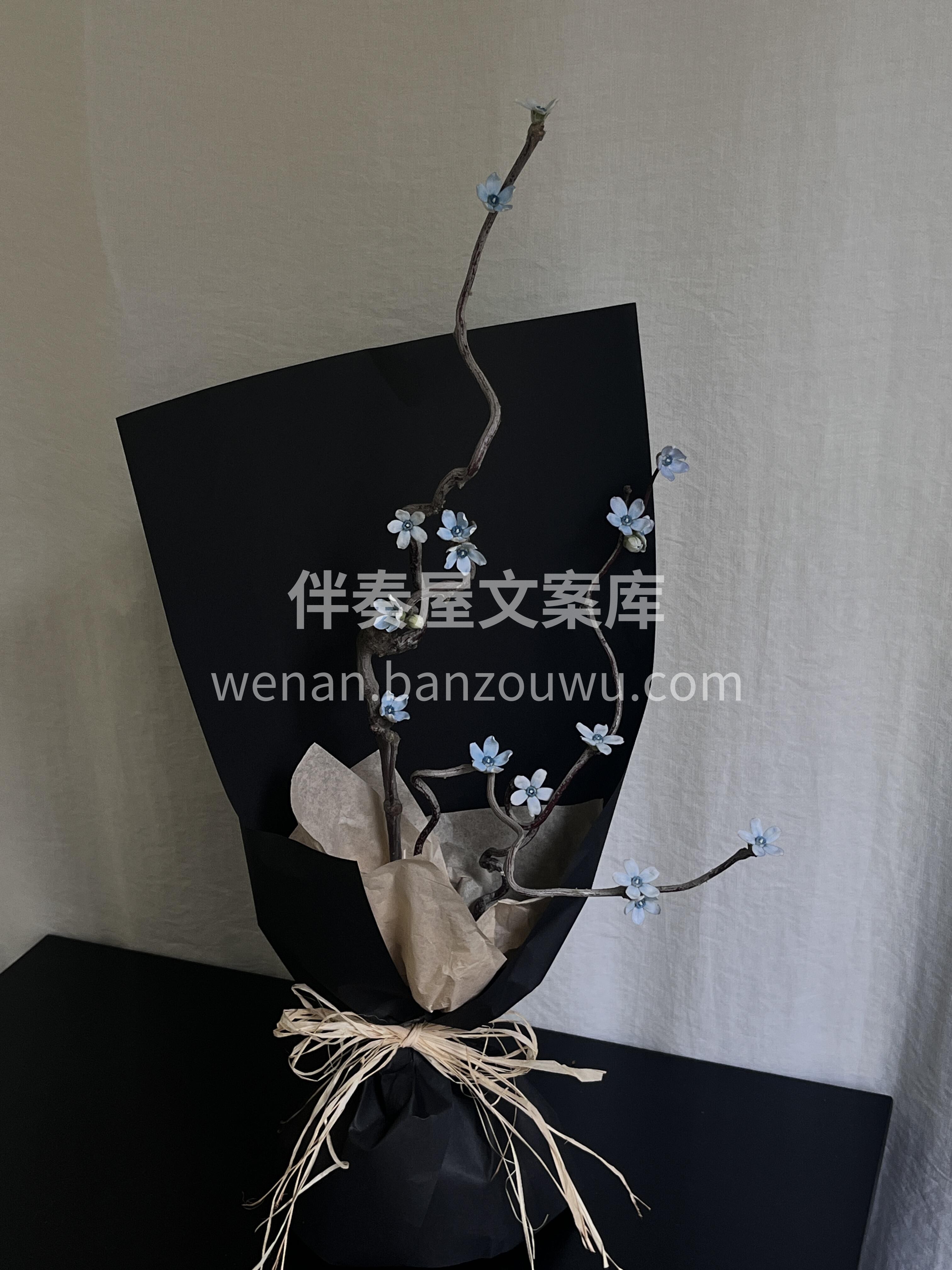 蓝星花也是出息了🤗 是不是很有枯木逢春🌿的感觉 春天到了 只 配图3