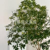 马醉木🌿以其华丽而大型的叶子成为室内装饰 配图1