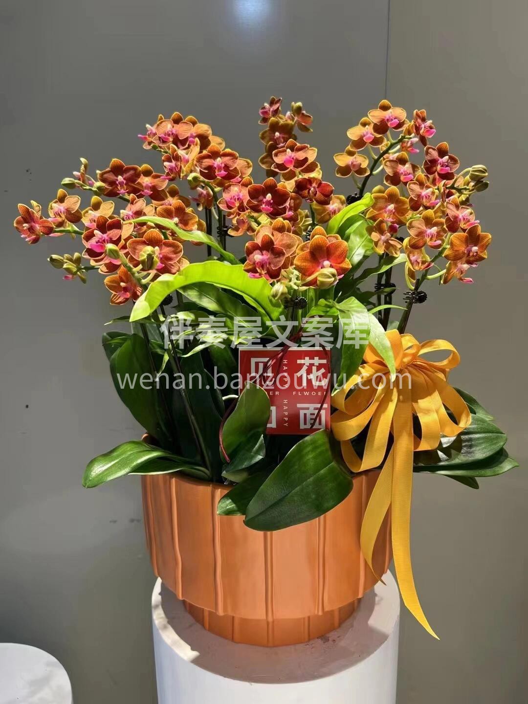 蝴蝶兰盆景🪴摆在家里美爆了 大方又惊艳🌸不用费心搭配🌷就把家 配图3