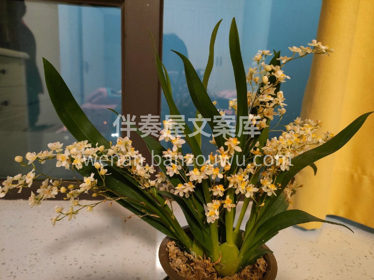 文心兰盆栽 文心兰又名吉祥兰🌿 寓意：吉祥如意✨，快乐无忧， 配图2