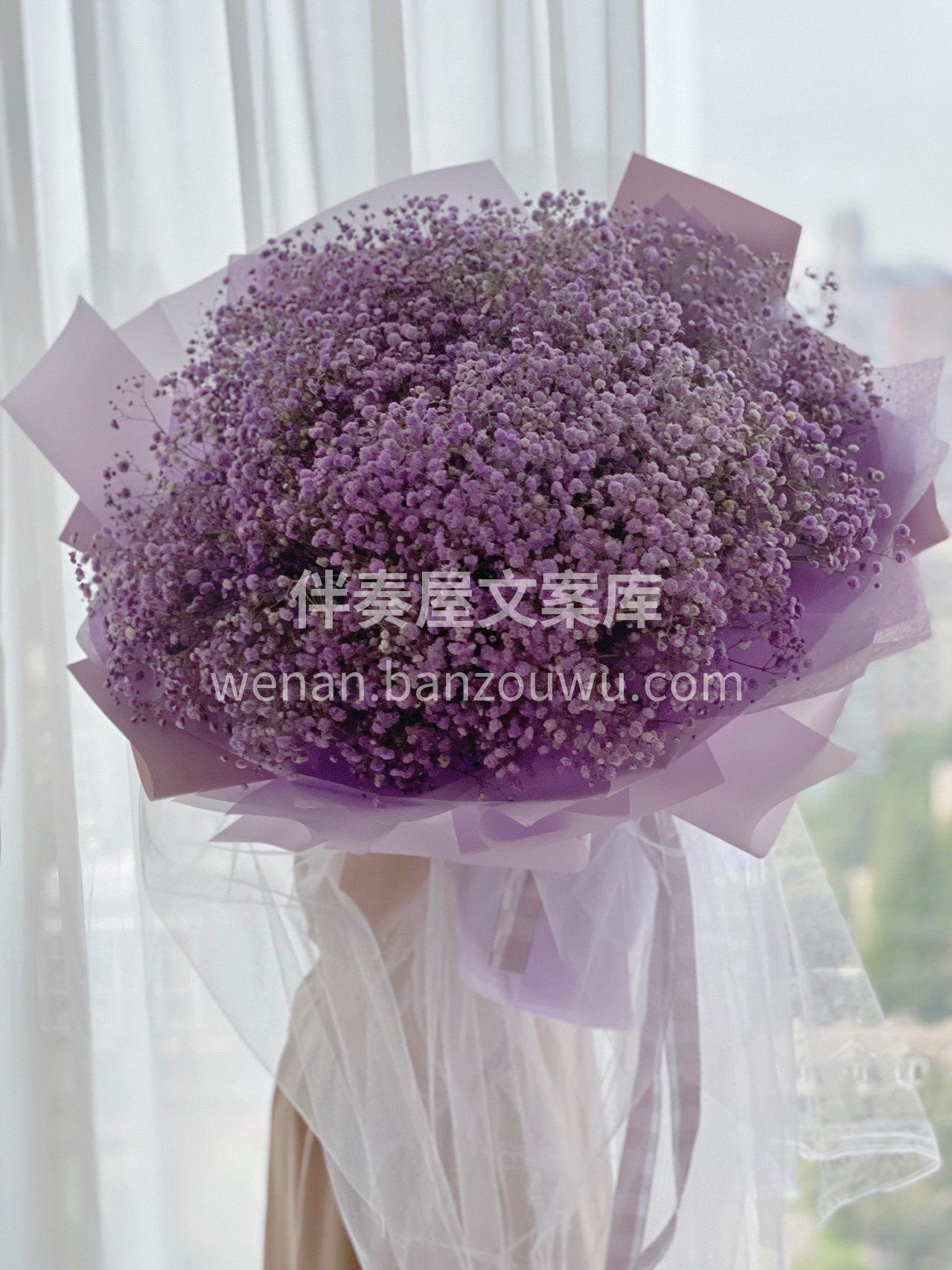 大束满天星花束预定 满天星作为独立的个体 配图2
