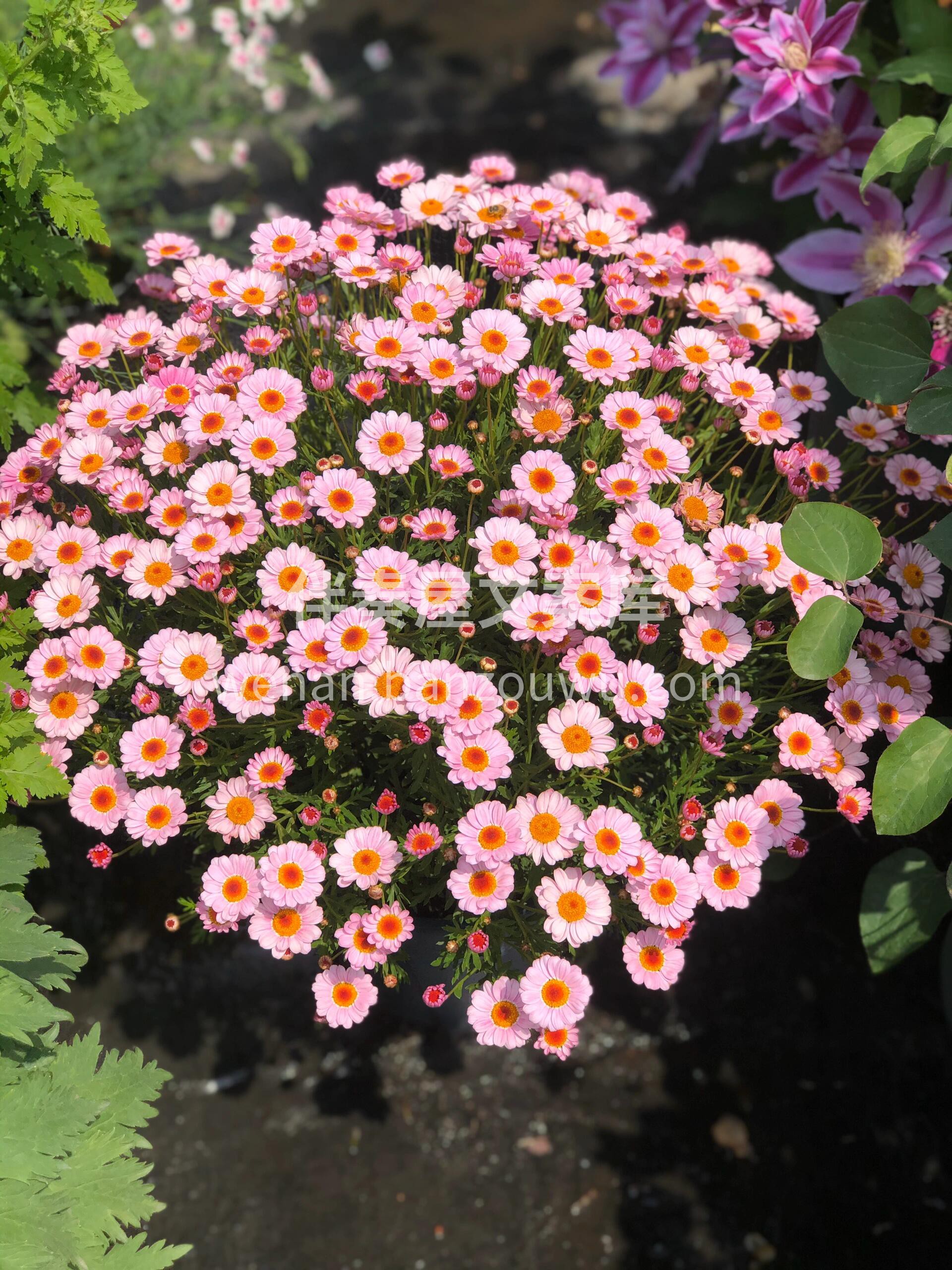 🌸玛格丽特小菊盆栽 花期长 花量足 花色变化丰富🌈 被称为🌱 配图4