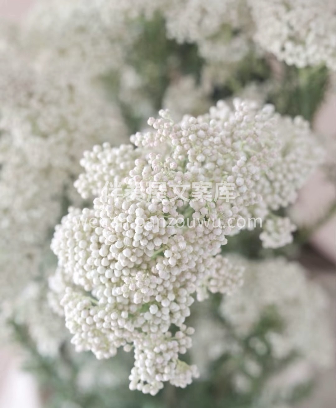 小米花的花朵小而密，跟满天星有点像，但是 配图1