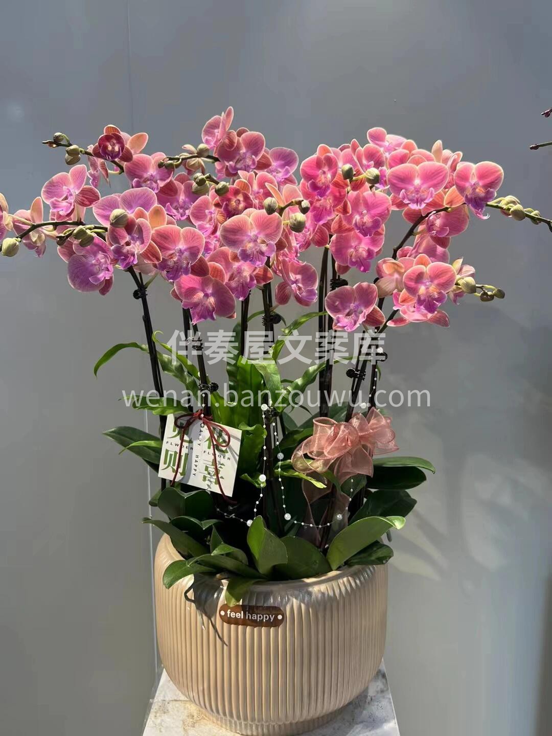 蝴蝶兰盆景🪴摆在家里美爆了 大方又惊艳🌸不用费心搭配🌷就把家 配图2