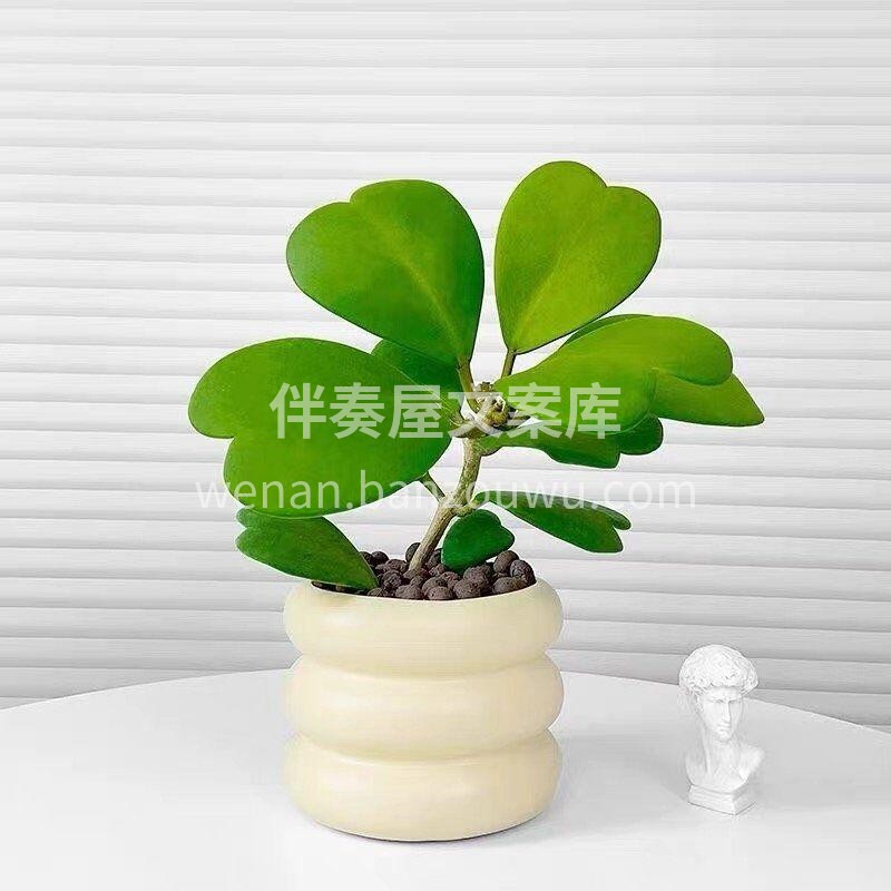 🌱心叶球兰 又名情人球兰，一片心💚 叶片 配图1