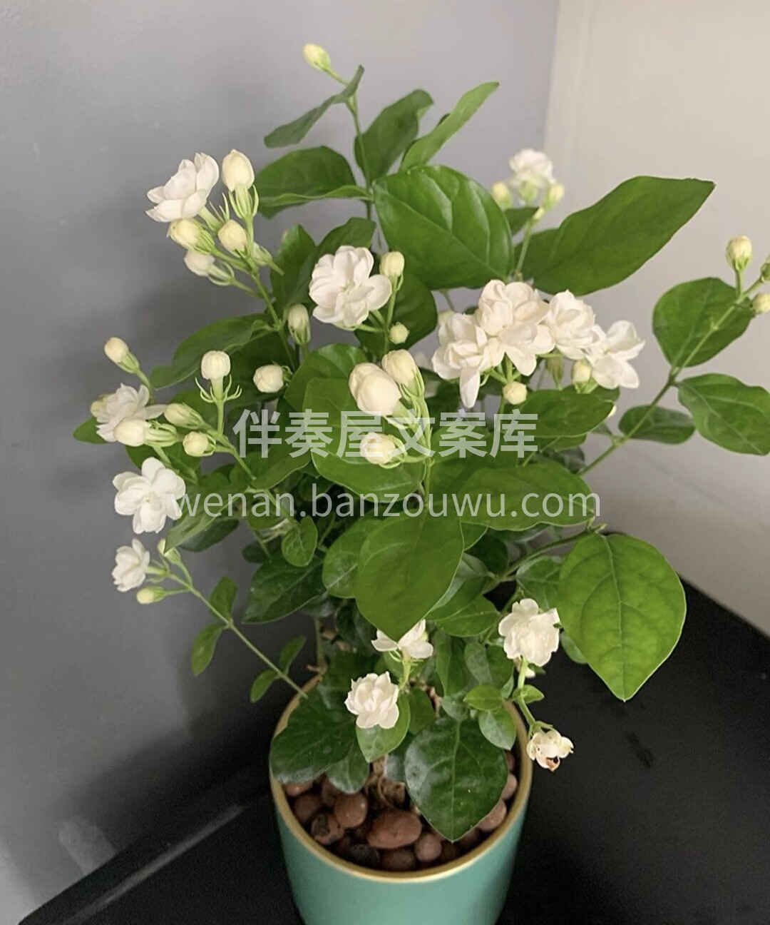 茉莉茉莉，莫离莫离，我赠君茉莉，愿君莫离 配图2