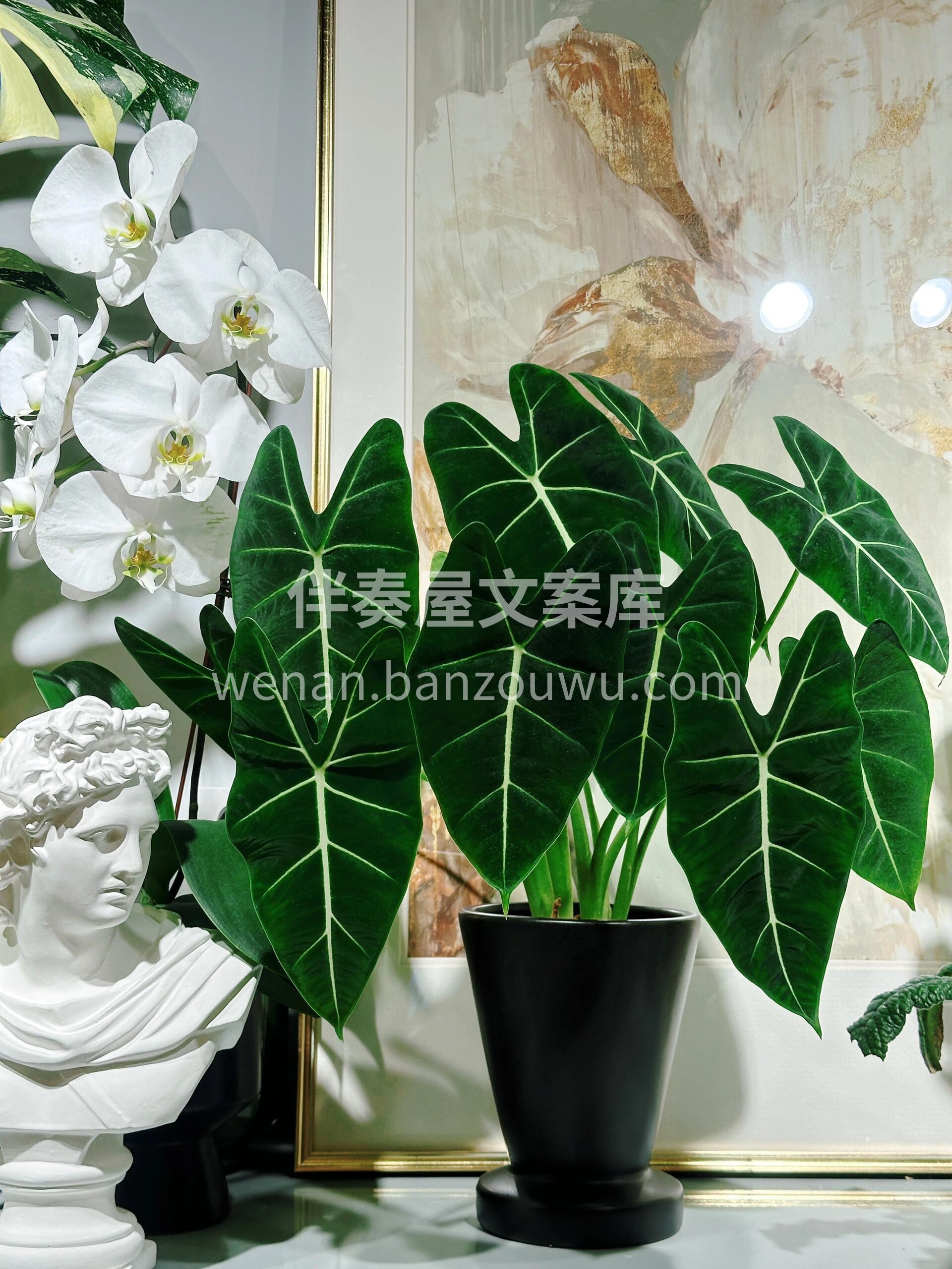 家有绿天鹅🍀心情每天都在度假🌿 这盆绿植有点高级脸💚颜值与气 配图2