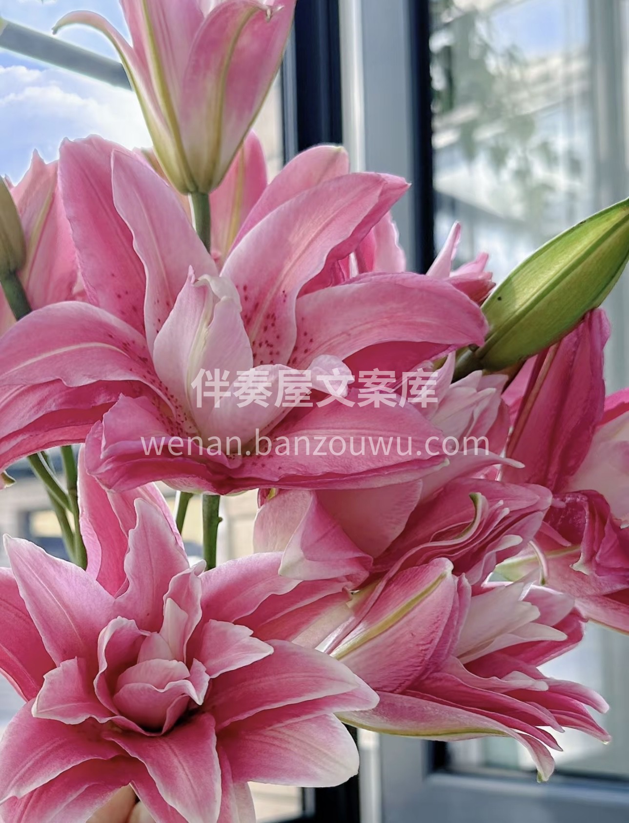 取悦自己从喜欢鲜花开始，喜欢百合花的香和 配图3