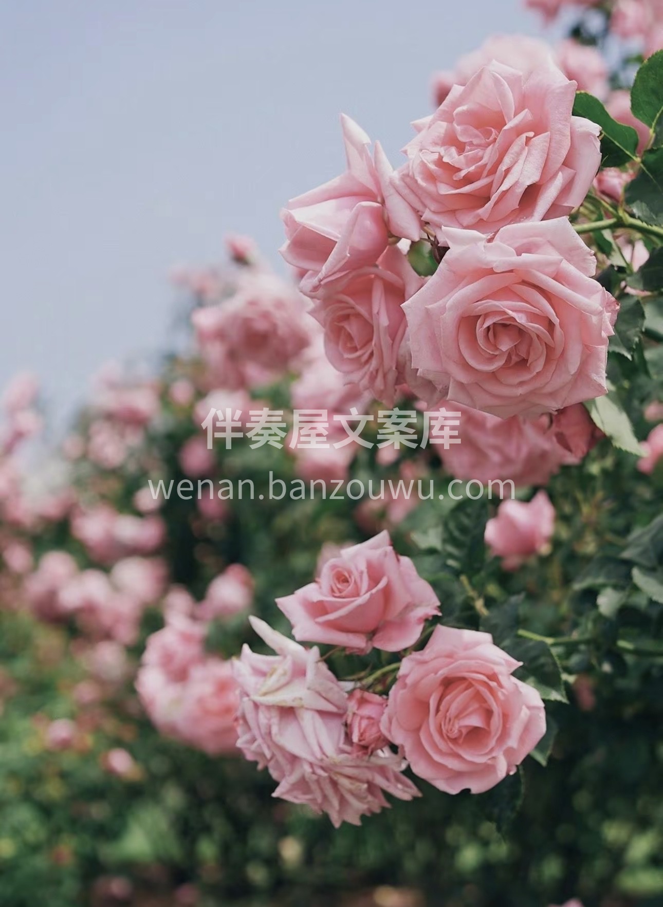 听说爱花花的人爱生活，还很善良。我觉得真 配图1