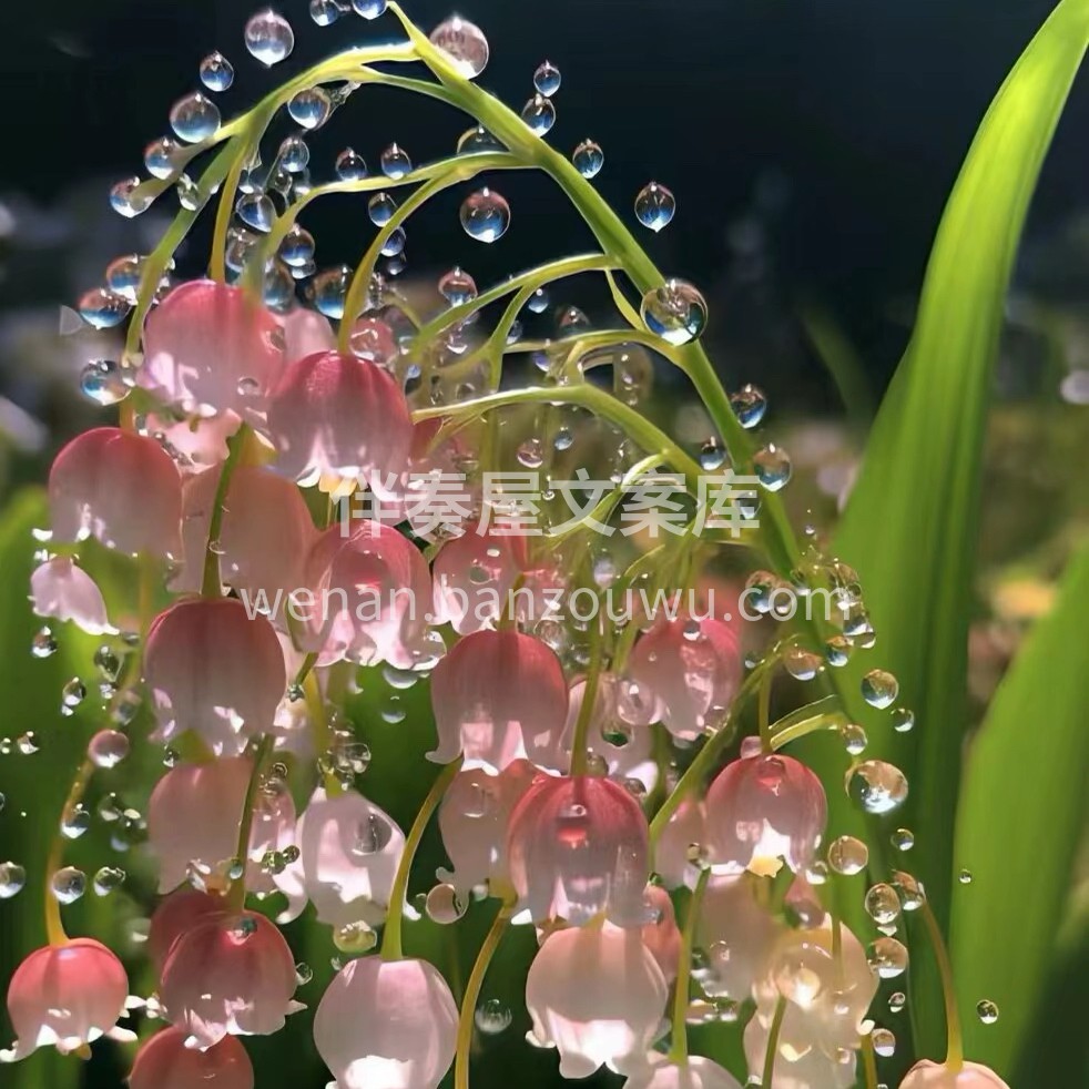 铃兰花是属于百合科的多年生草本植物，它有 配图3