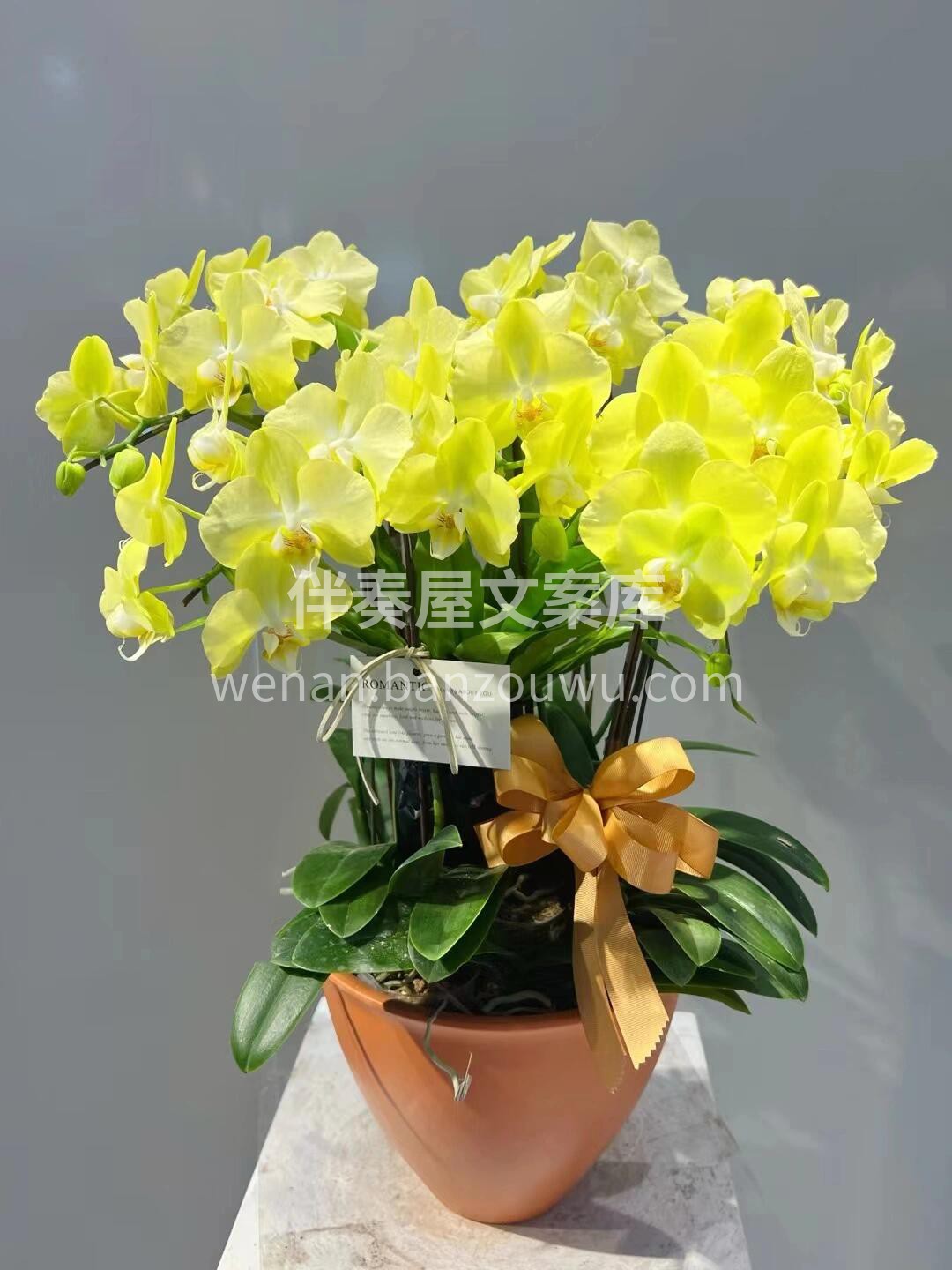 蝴蝶兰盆景🪴摆在家里美爆了 大方又惊艳🌸不用费心搭配🌷就把家 配图5