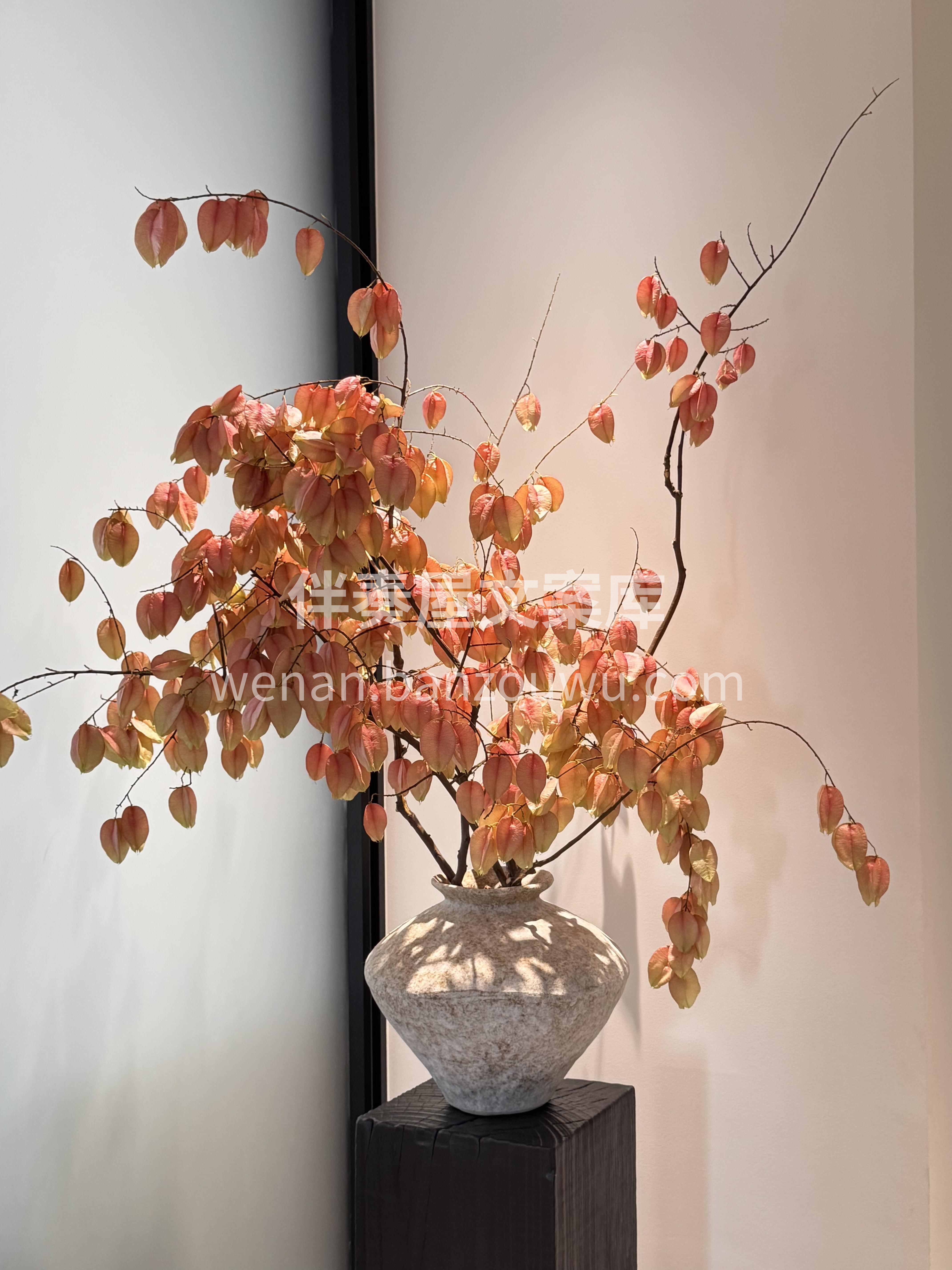 史铁先生笔下的栾树🍂插瓶yyds🍂 简单一支插瓶就超级有氛围 配图2