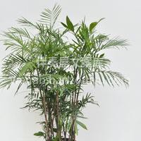 高颜值盆栽夏威夷竹~ 可以有效去除有害气