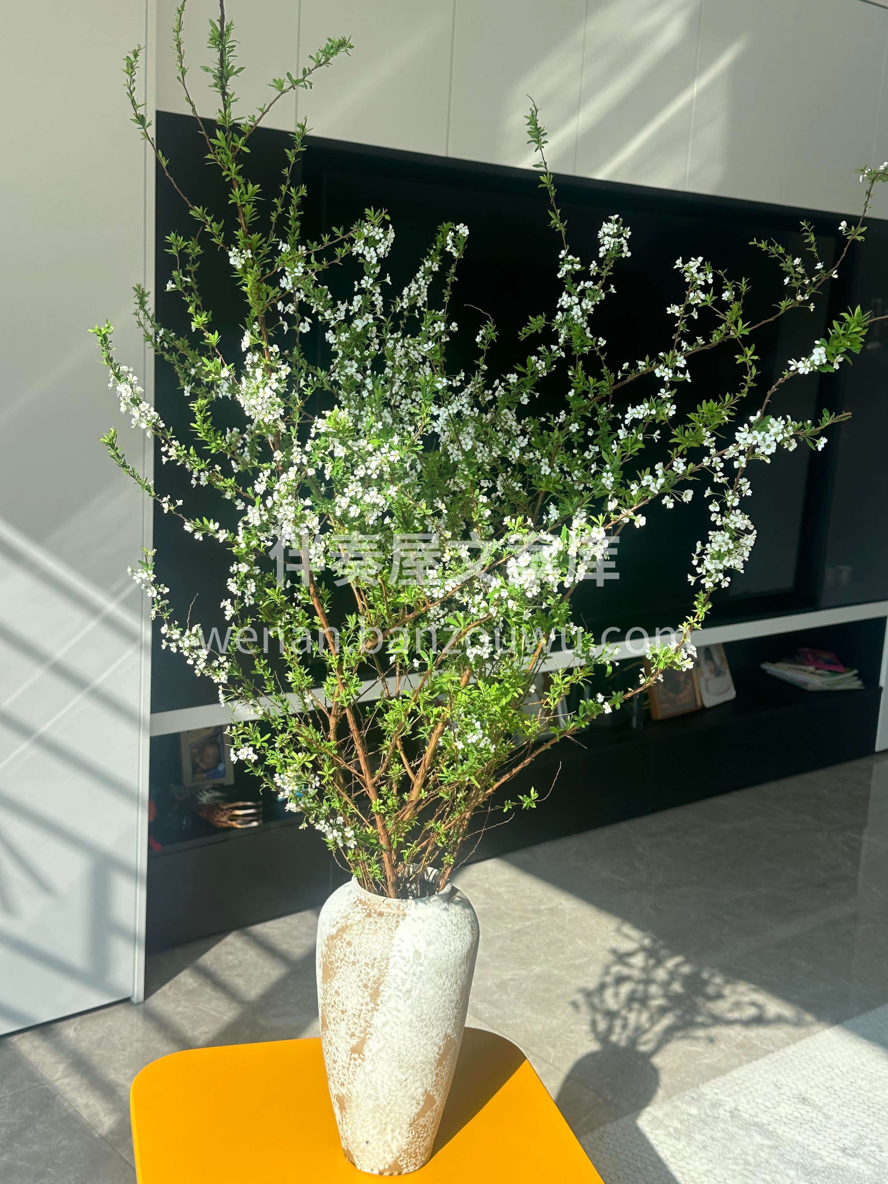 新春插雪柳🌿清韵满庭芳🍀 🌱枝摇碎玉藏吉意☁️新年万事皆顺昌 配图2