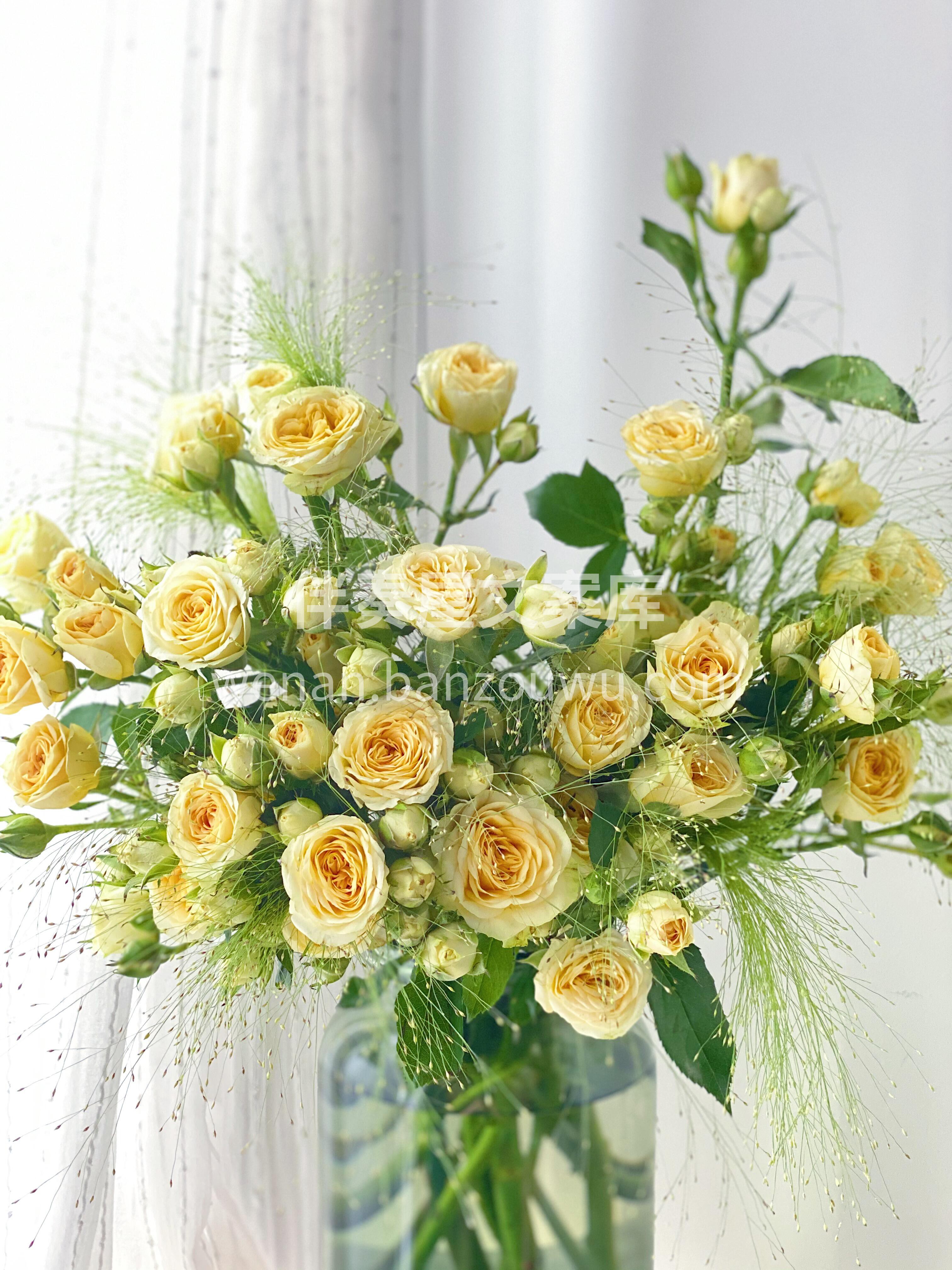 牛油果多头玫瑰💐 这种玫瑰🌸以其独特的颜色和优雅的姿态 象征 配图2