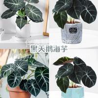 居家好养的绿植推荐 生活其实可以慢下来， 配图1