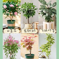 室内绿植摆放布置推荐 在家居生活装饰中， 配图3