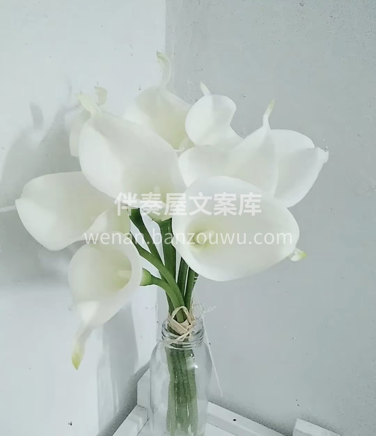 一帆风顺、高贵优雅、永结同心。白色马蹄莲 配图1
