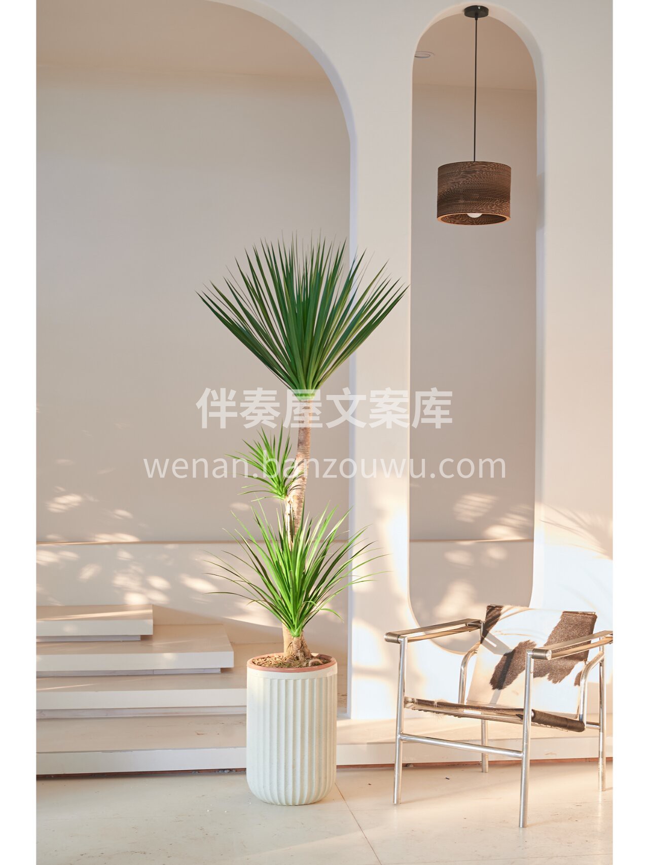 简单好看的龙血树 龙血树是世界上最长寿的植物🌿 😋被誉为“植 配图1