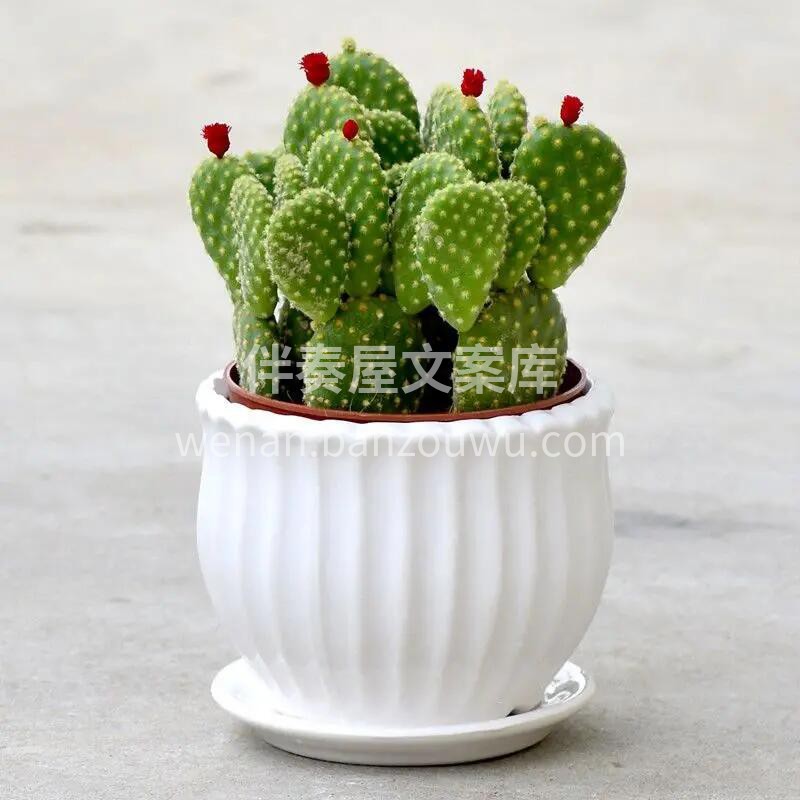 🌵仙人掌桌面小盆栽 小小一盆放办公桌上 