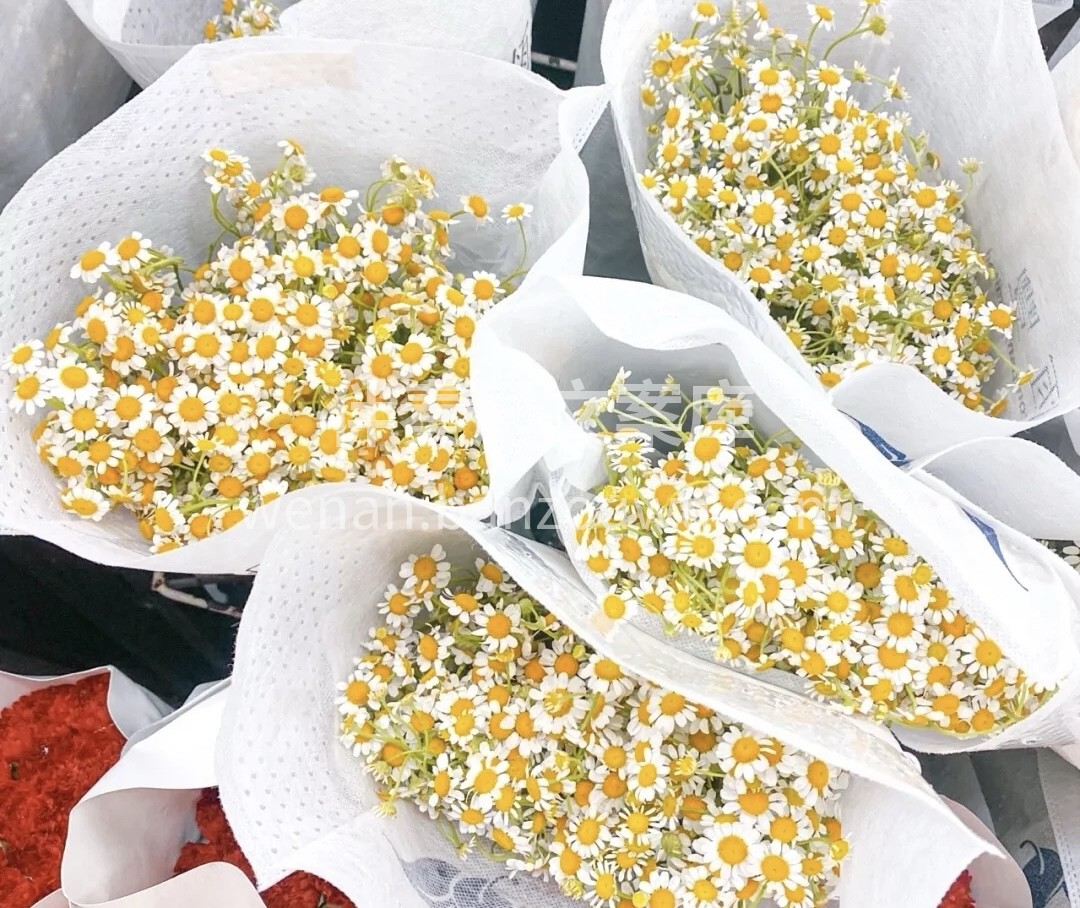 小菊花的花朵娇小可爱，花茎短小笔直，如同 配图3