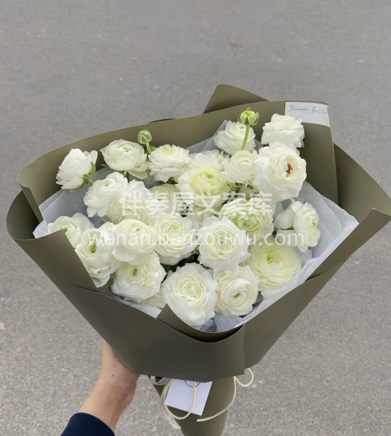 洋牡丹有非常多品种，并且有丰富的花色，其 配图3