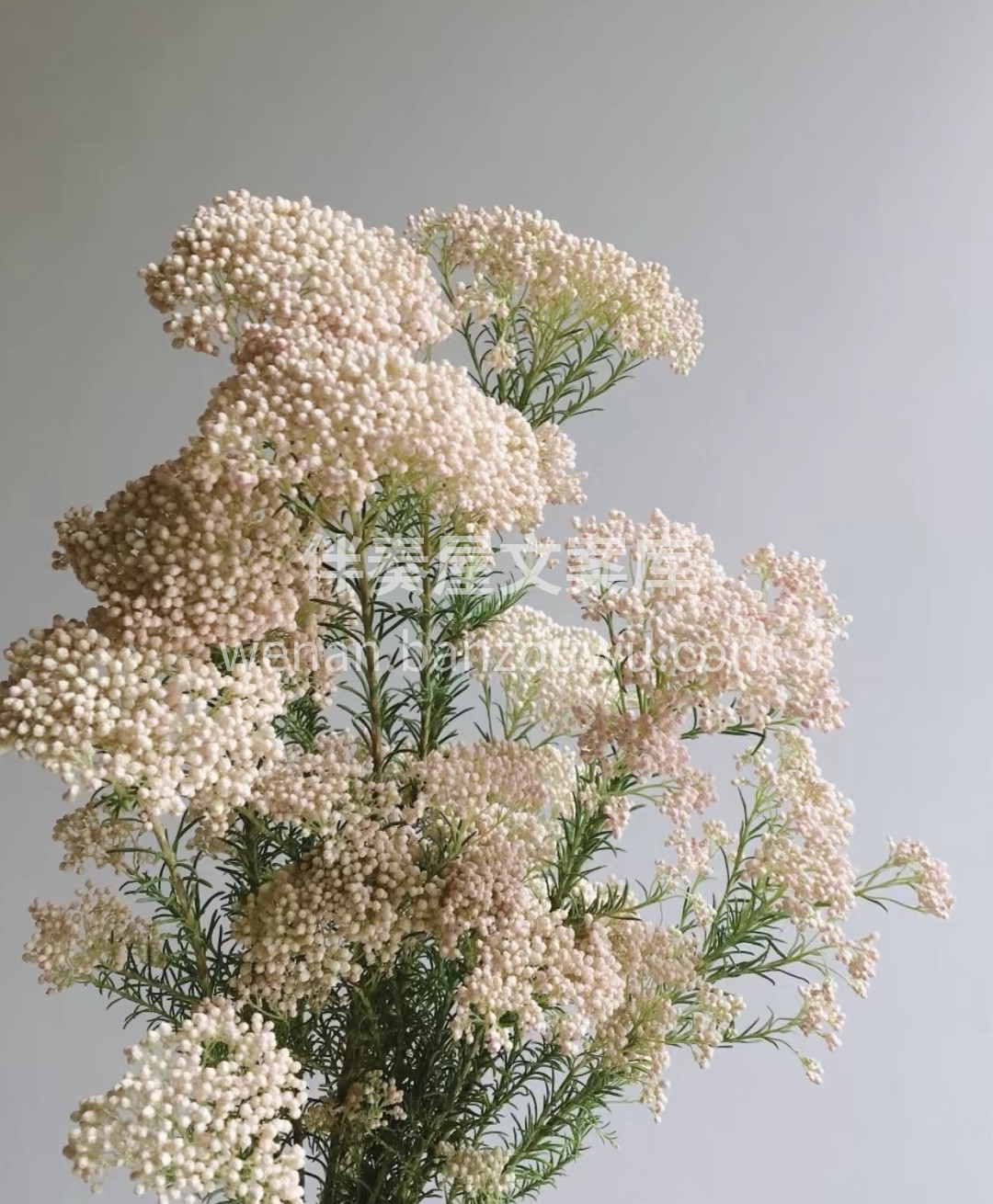 小米花的花朵小而密，跟满天星有点像，但是 配图2