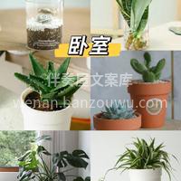 今天推荐六款适合室内摆放的绿植🌱 生活总要有点绿🍃 好看的花 配图6