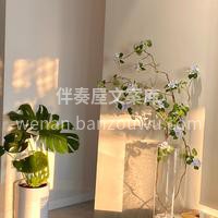 家居氛围感绿植 每天回家打开门都可以被治 配图3