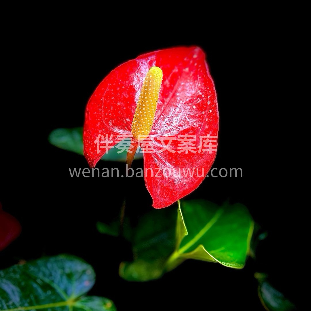 红掌花，热烈地绽放着自己的身姿，仿佛在告 配图1