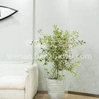 家居绿植推荐 养植物真的可以修身养性 不但可以美化🌵家居环境 配图5