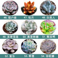 值得入手的72种多肉~ ✨多肉植物小巧精致 完全可以作为软装 配图5