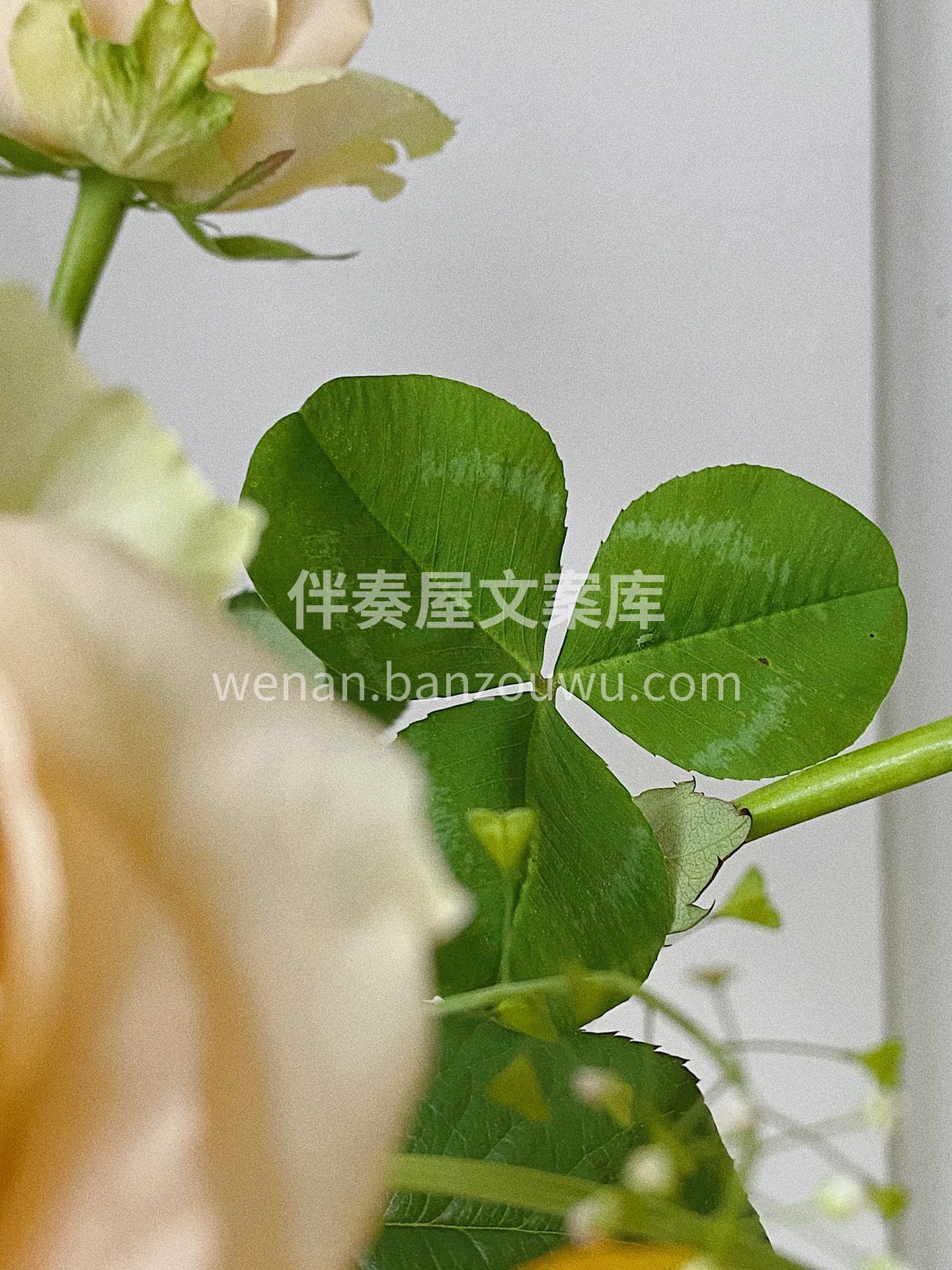 橙色的叫太空 香槟色的叫蜜桃雪山🌹 淡淡的香味 是治愈的味道 配图4