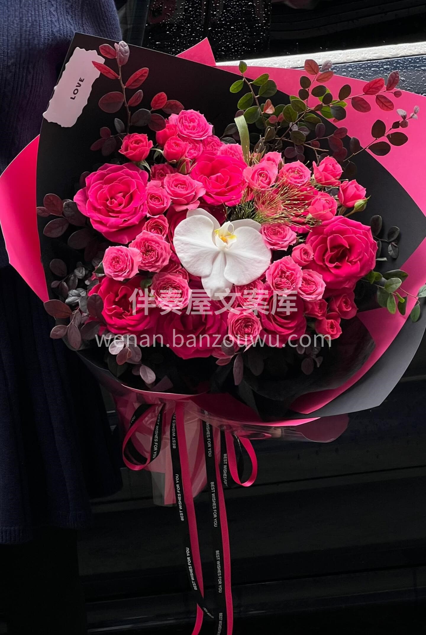 🌿朋友圈颜值担当❤️ 弗洛伊德的深情搭配苏菲宝贝的灵动🌸 高 配图1