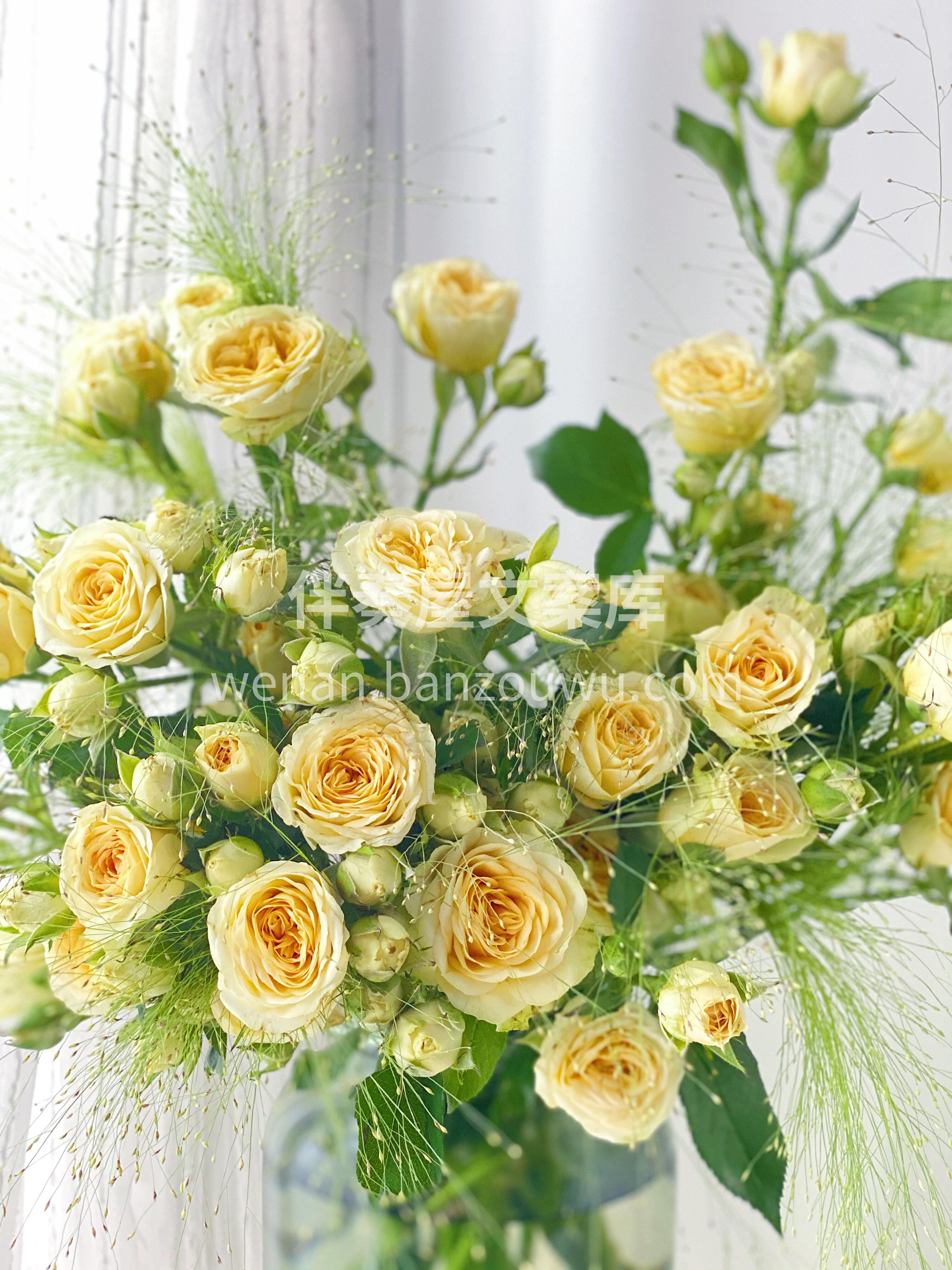 牛油果多头玫瑰💐 这种玫瑰🌸以其独特的颜色和优雅的姿态 象征 配图1