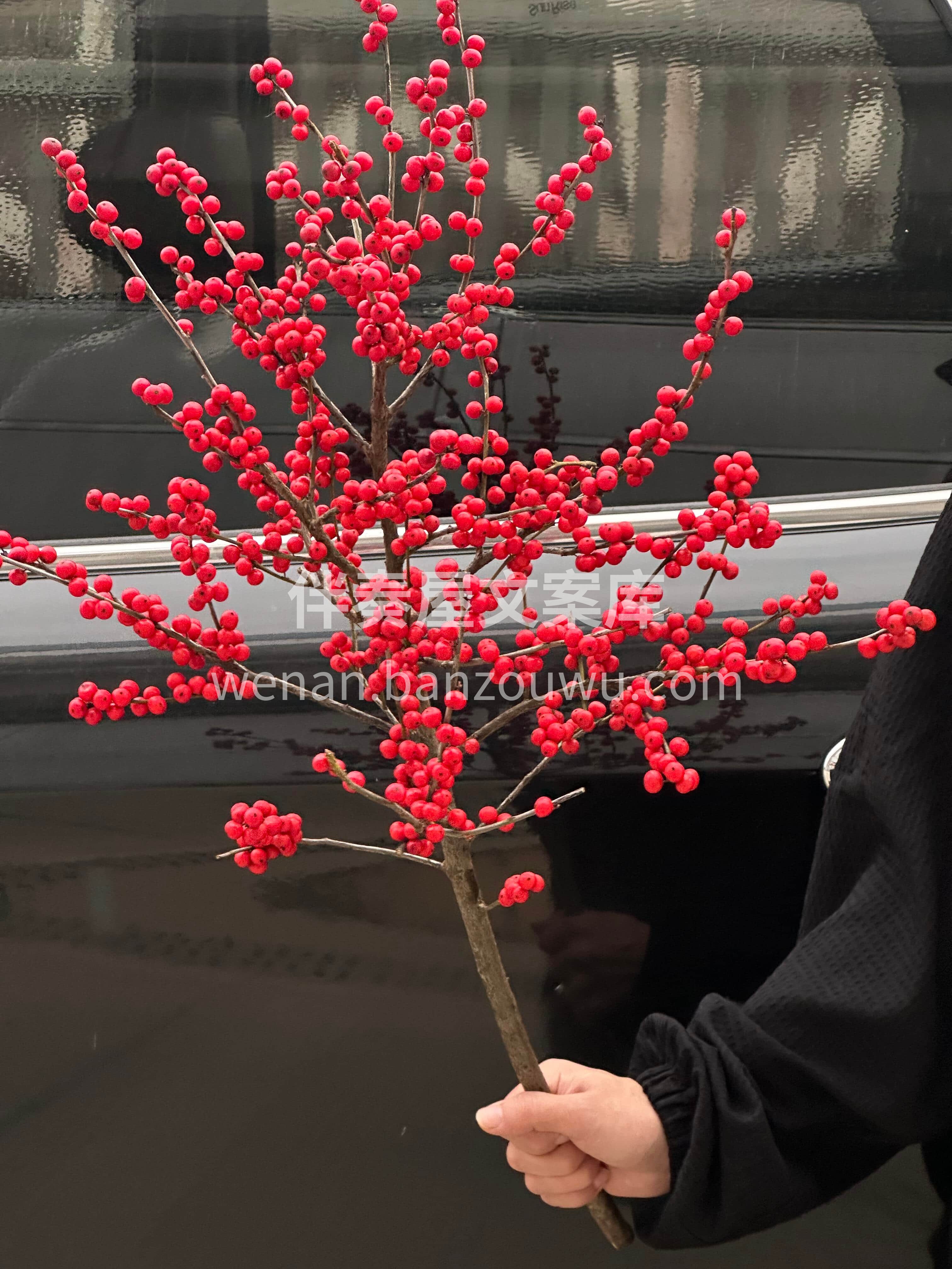 单支冬青❤️寓意红红火火🔥 愿你新的日子🫧 日子滚烫🌹平安喜 配图3